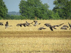 geese; IAT; Island Road, WI